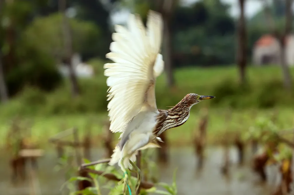 Cận-cảnh nước-mắt Chim-Trời-Bị-Sa-Bẫy-Ở-Thanh-Hóa-1.JPG