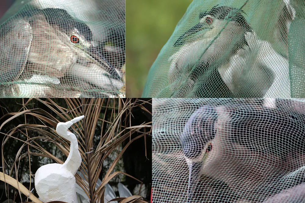 Cận-cảnh nước-mắt Chim-Trời-Bị-Sa-Bẫy-Ở-Thanh-Hóa-2.jpg