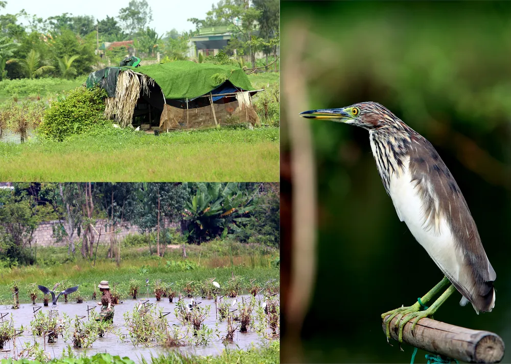 Cận-cảnh nước-mắt Chim-Trời-Bị-Sa-Bẫy-Ở-Thanh-Hóa-4.jpg