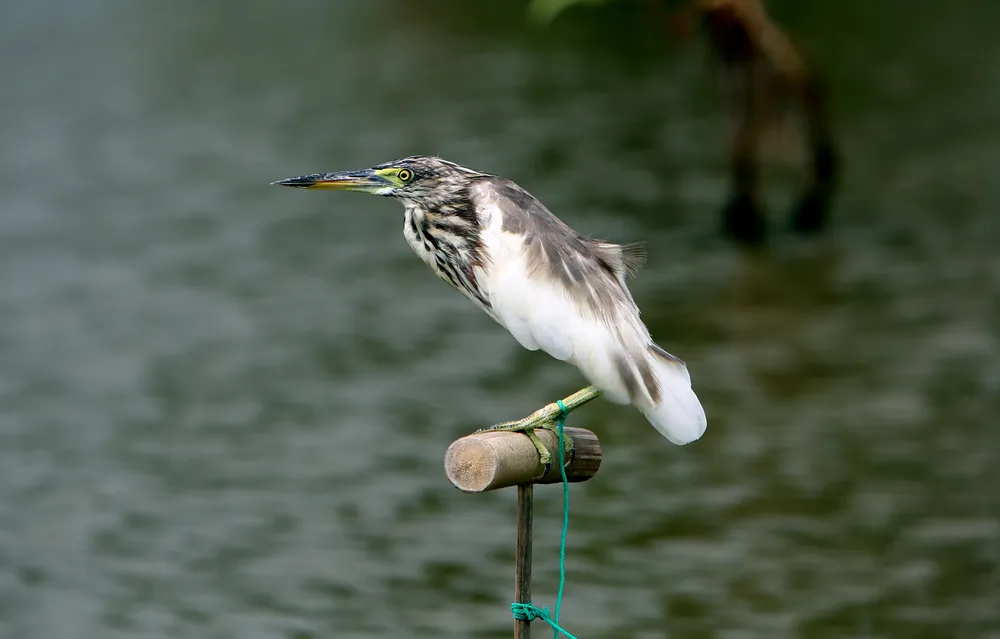 Cận-cảnh nước-mắt Chim-Trời-Bị-Sa-Bẫy-Ở-Thanh-Hóa-5.JPG