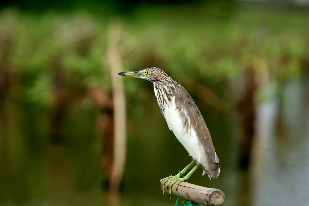 Cận-cảnh nước-mắt Chim-Trời-Bị-Sa-Bẫy-Ở-Thanh-Hóa-9.JPG