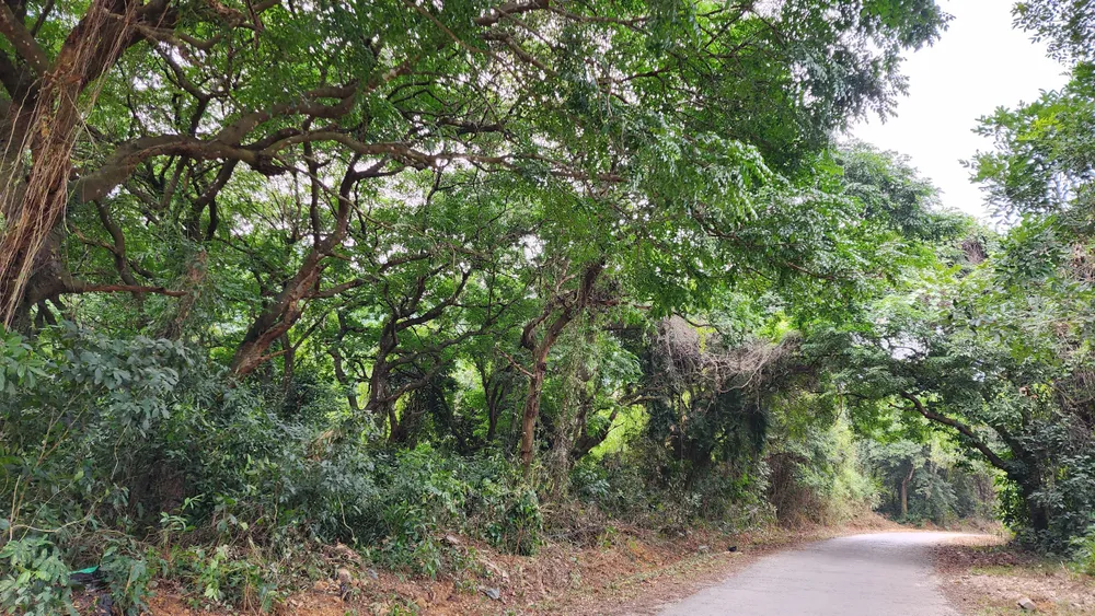 Cận cảnh rừng sến lớn nhất Đông Nam Á ở Thanh Hóa