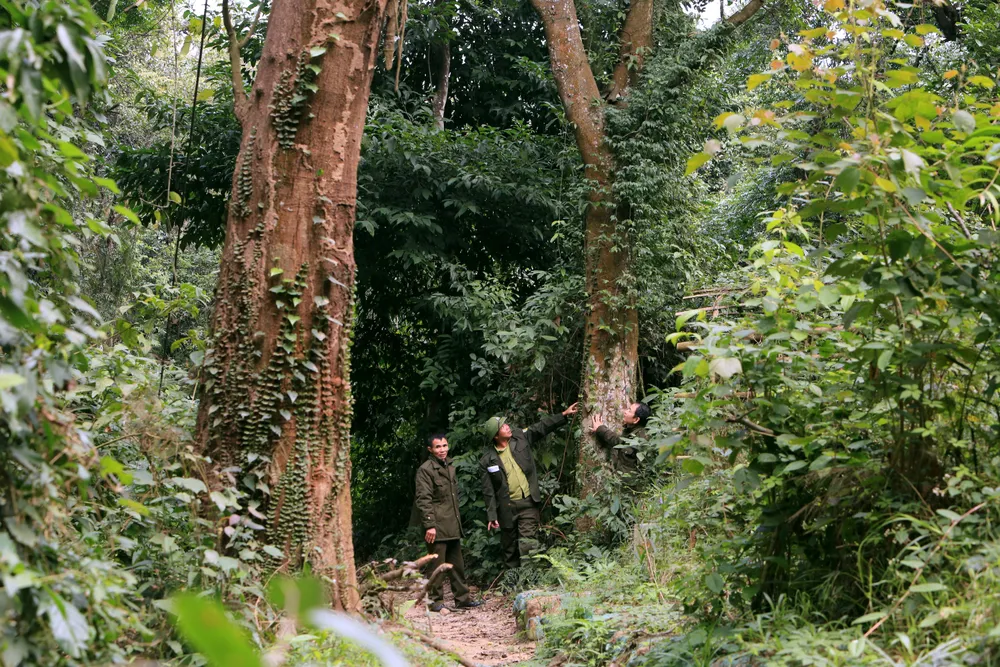 Cận cảnh rừng sến lớn nhất Đông Nam Á ở Thanh Hóa