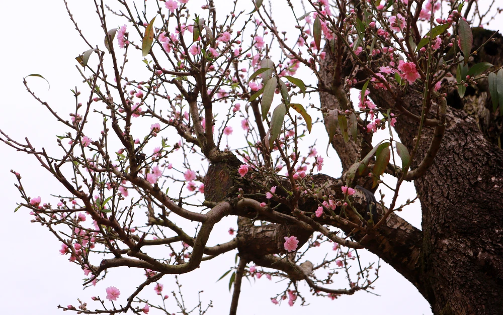 Chiêm ngưỡng cây đào trăm tuổi ở Thanh Hóa cho thuê giá khủng-11.JPG