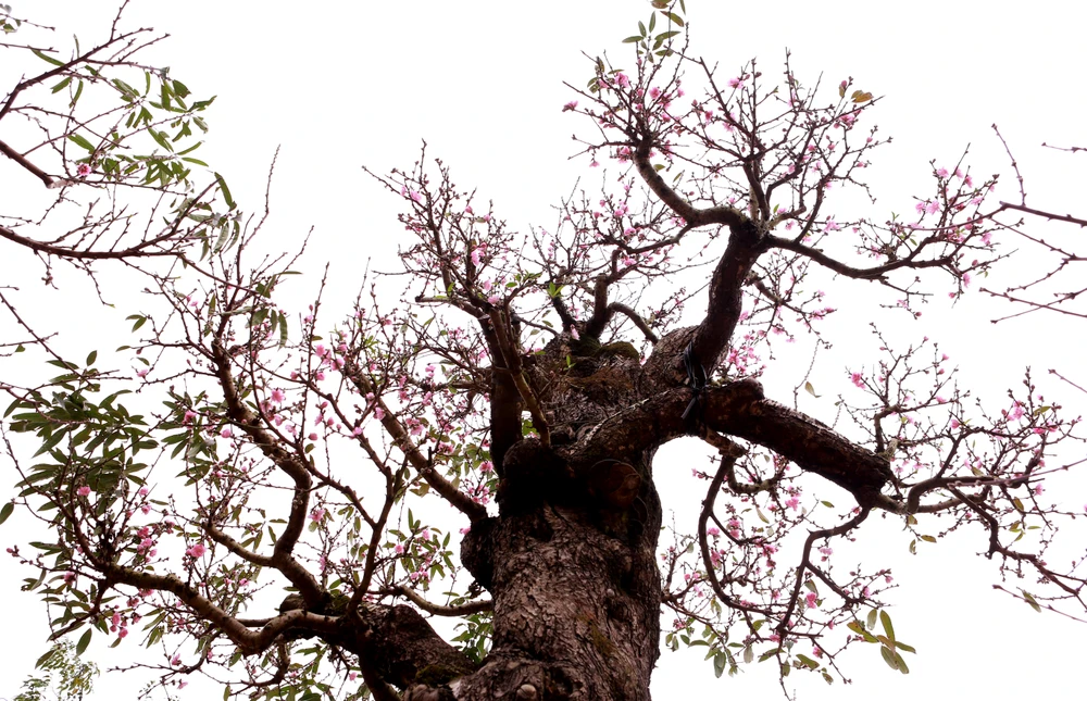 Chiêm ngưỡng cụ đào trăm tuổi ở Thanh Hóa cho thuê giá khủng-13.JPG