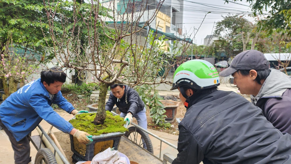 Chiêm ngưỡng cây đào trăm tuổi ở Thanh Hóa cho thuê giá khủng-19.jpg