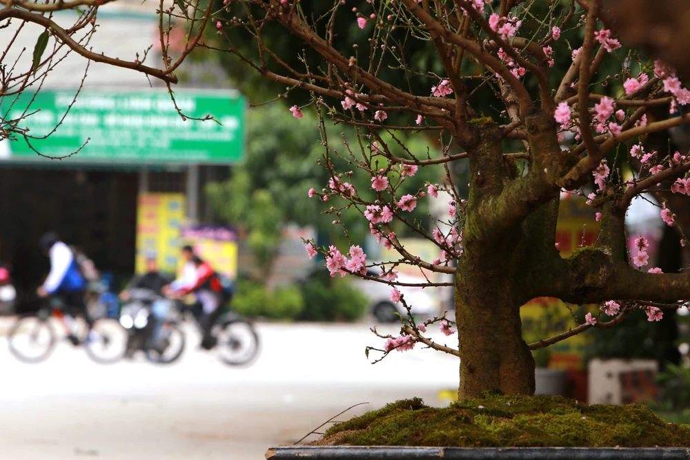 Chiêm ngưỡng cây đào trăm tuổi ở Thanh Hóa cho thuê giá khủng-5.JPG