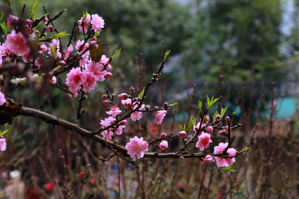 Chiêm ngưỡng cây đào trăm tuổi ở Thanh Hóa cho thuê giá khủng-7.JPG
