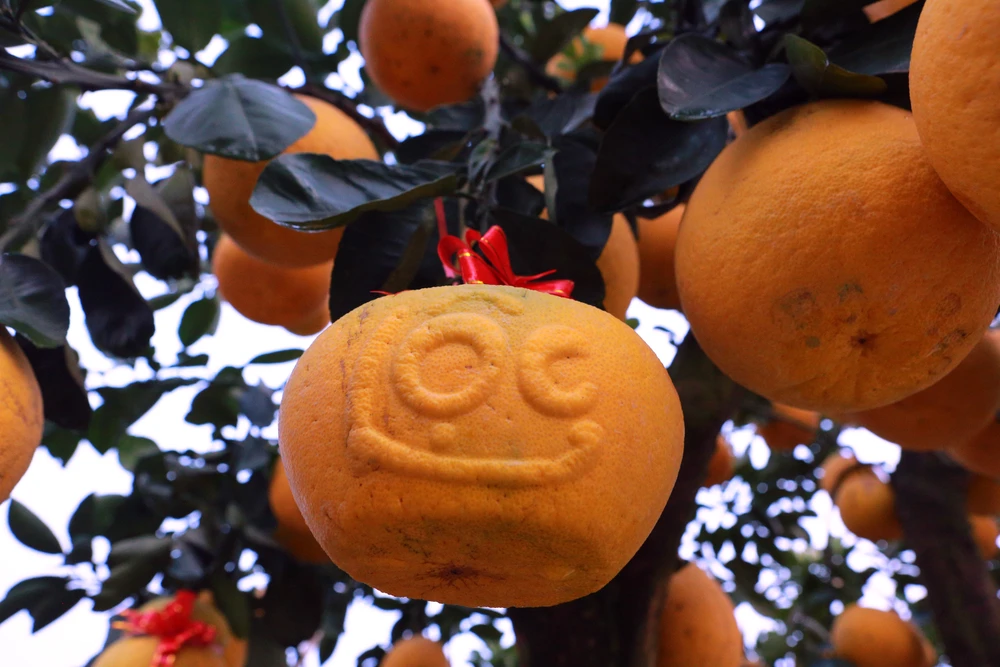 Người dân thích thú với gốc bưởi hàng trăm quả xuống phố ở Thanh Hóa-13.JPG