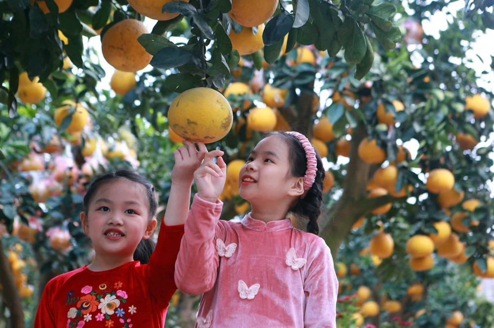 Người dân thích thú với gốc bưởi hàng trăm quả xuống phố ở Thanh Hóa-15.JPG