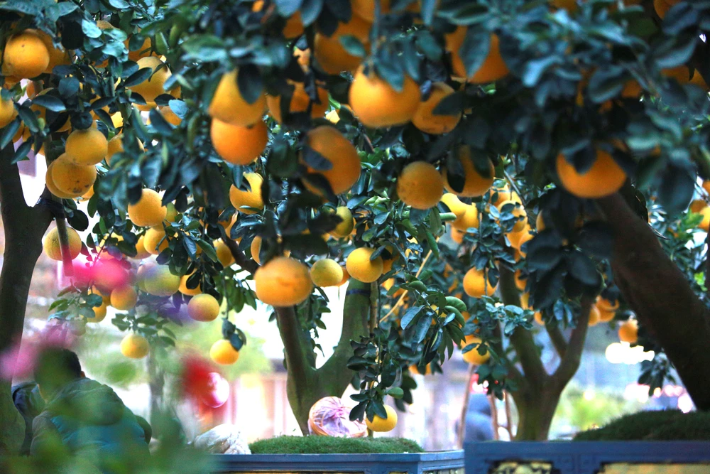 Người dân thích thú với gốc bưởi hàng trăm quả xuống phố ở Thanh Hóa-2.JPG