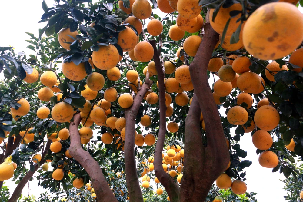 -Người dân thích thú với gốc bưởi hàng trăm quả xuống phố ở Thanh Hóa-21.JPG