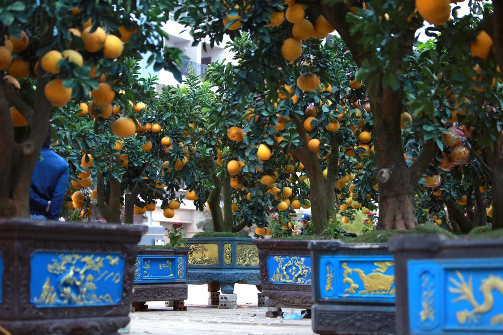 Người dân thích thú với gốc bưởi hàng trăm quả xuống phố ở Thanh Hóa-8.JPG