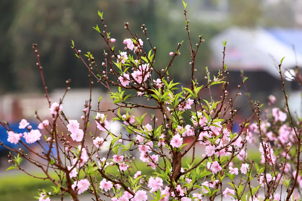 Những phận người mưu sinh ngày cận Tết-28.JPG