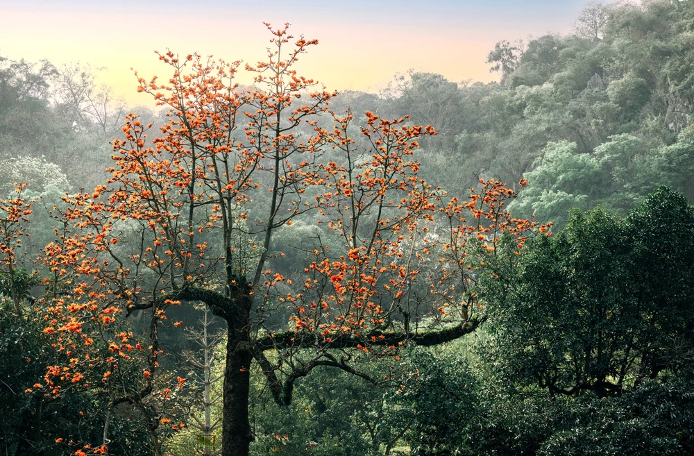 Ngắm hoa gạo nở đỏ rực bên ngôi chùa ngàn năm tuổi ở Hà Nội -1.jpg