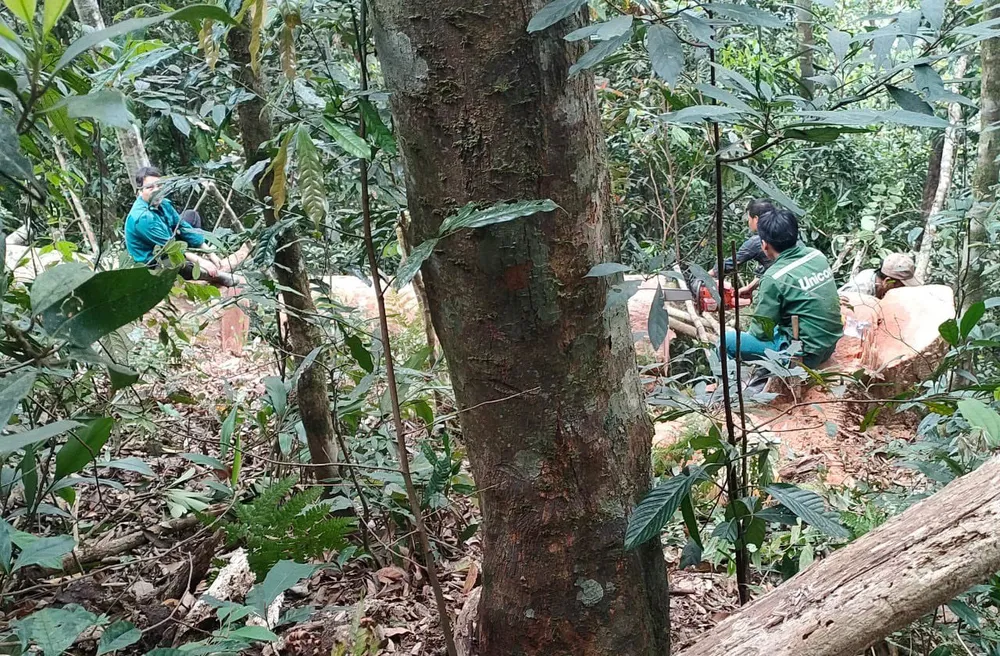 Nhiều ngày mật phục bắt 5 người khai thác gỗ trái phép ở Thanh Hóa - 3.jpg