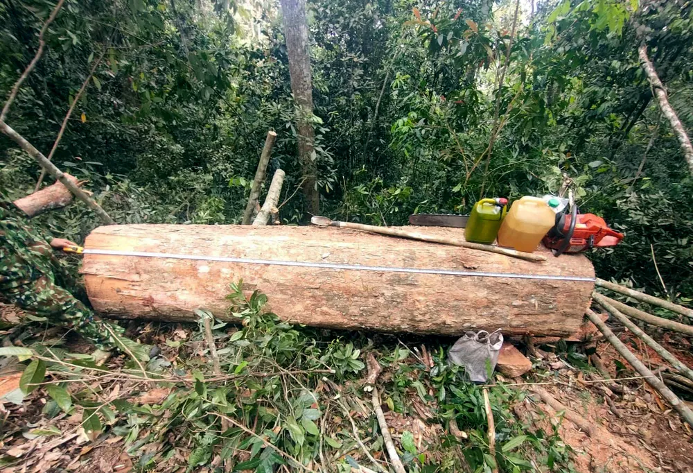 Nhiều ngày mật phục bắt 5 người khai thác gỗ trái phép ở Thanh Hóa - 4.jpg