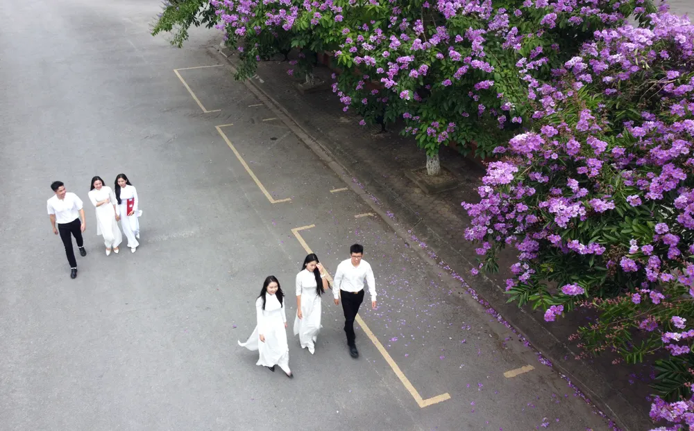 Những bóng hồng trong mùa hoa bằng lăng tím nở rộ ở Thanh Hóa -19.JPG