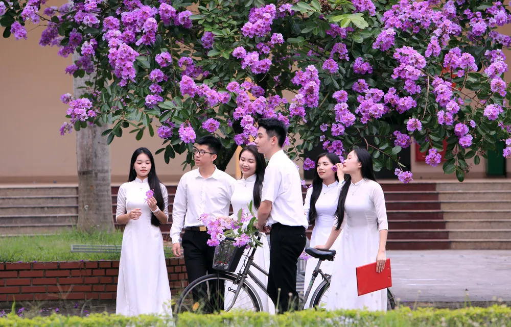 Những bóng hồng trong mùa hoa băng tím nở rộ ở Thanh Hóa - 11.JPG