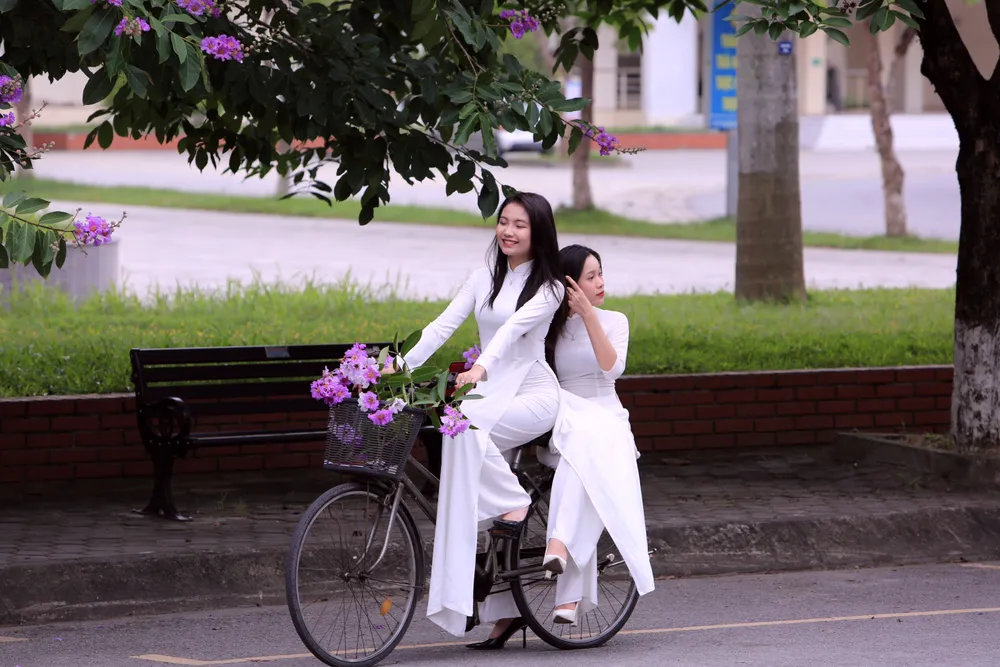 Những bóng hồng trong mùa hoa băng tím nở rộ ở Thanh Hóa - 13.JPG