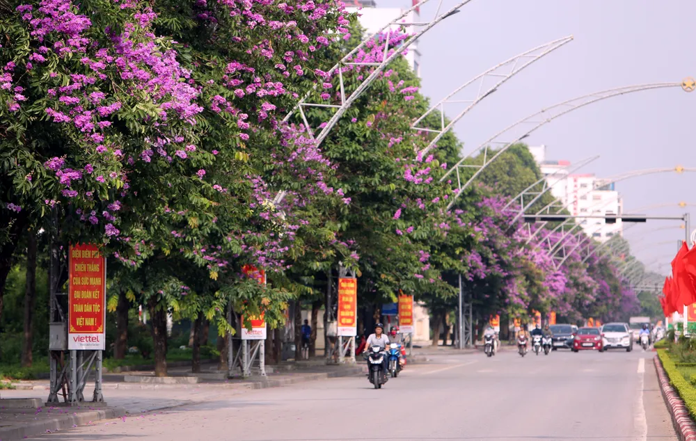 Những bóng hồng trong mùa hoa băng tím nở rộ ở Thanh Hóa - 18.JPG