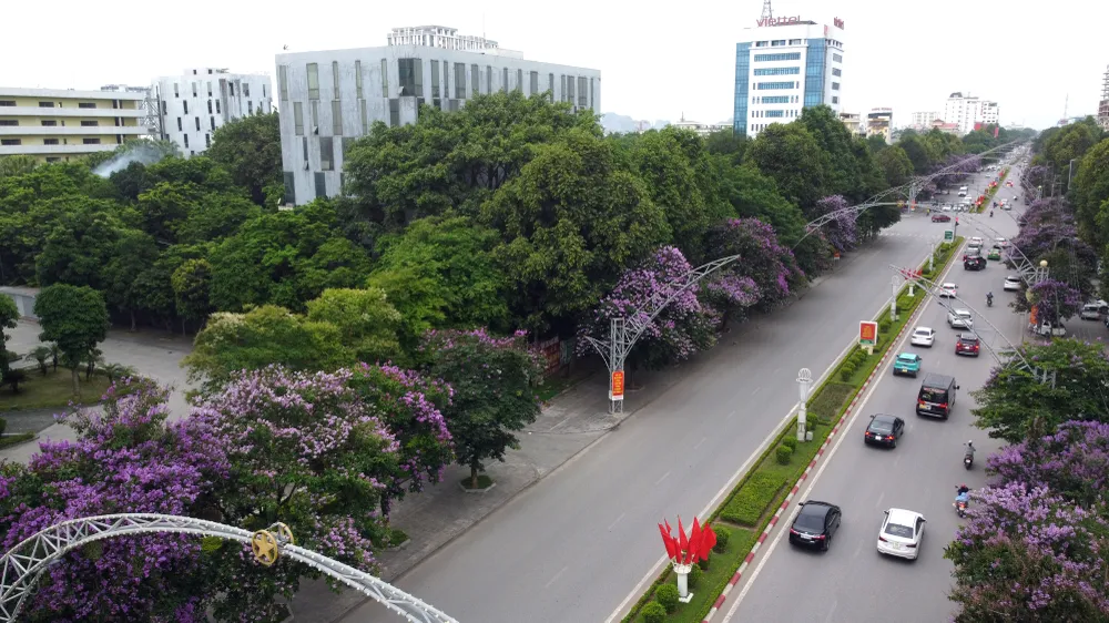 Những bóng hồng trong mùa hoa băng tím nở rộ ở Thanh Hóa - 26.JPG