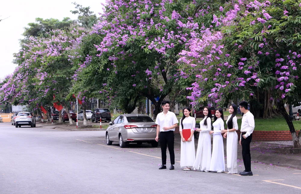 Những bóng hồng trong mùa hoa băng tím nở rộ ở Thanh Hóa - 9.JPG