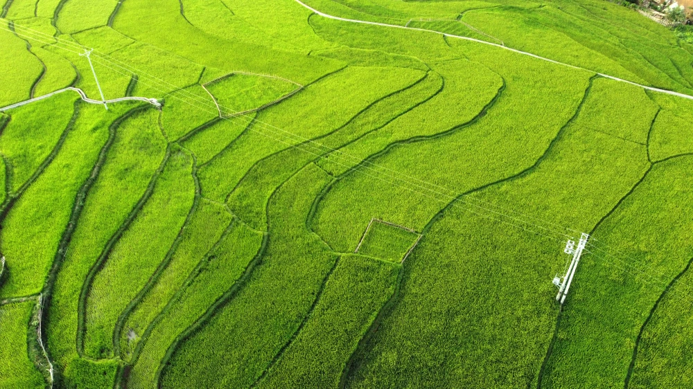 Chiêm ngưỡng vẻ đẹp những thửa ruộng bậc thang ở huyện biên giới Mường Lát -3.JPG