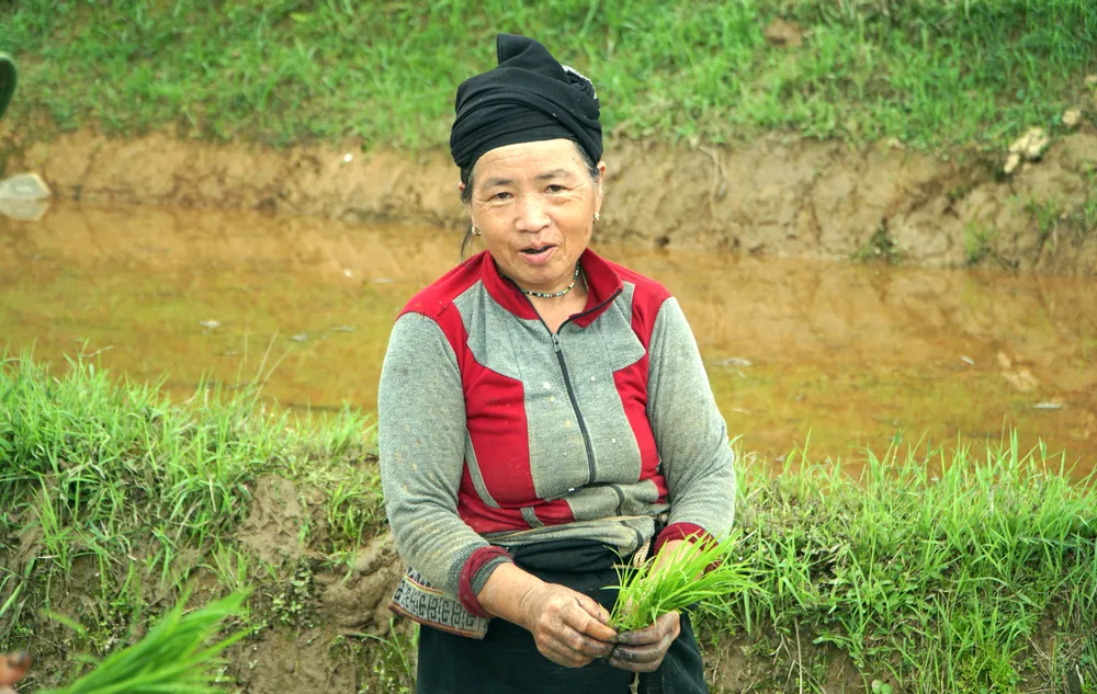Khung cảnh thơ mộng ruộng bậc thang lung linh nối dài đến chân trời - 14.jpg