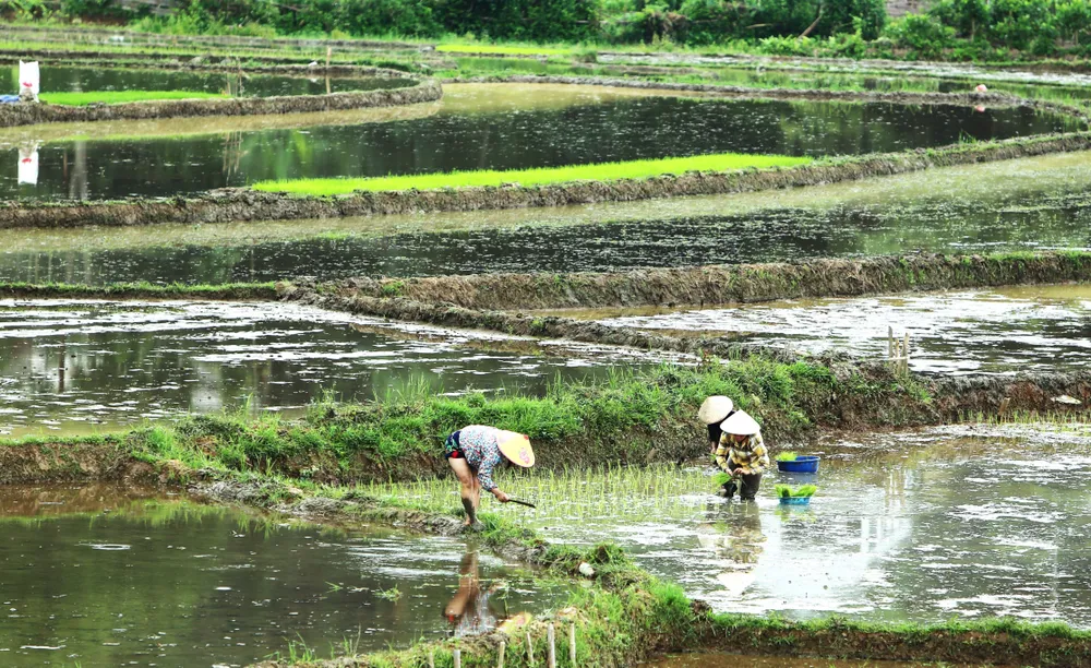 Khung cảnh thơ mộng ruộng bậc thang lung linh nối dài đến chân trời - 2.JPG