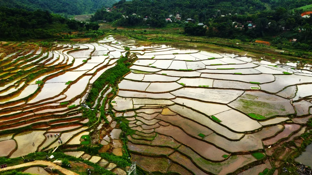 Khung cảnh thơ mộng ruộng bậc thang lung linh nối dài đến chân trời - 5.JPG