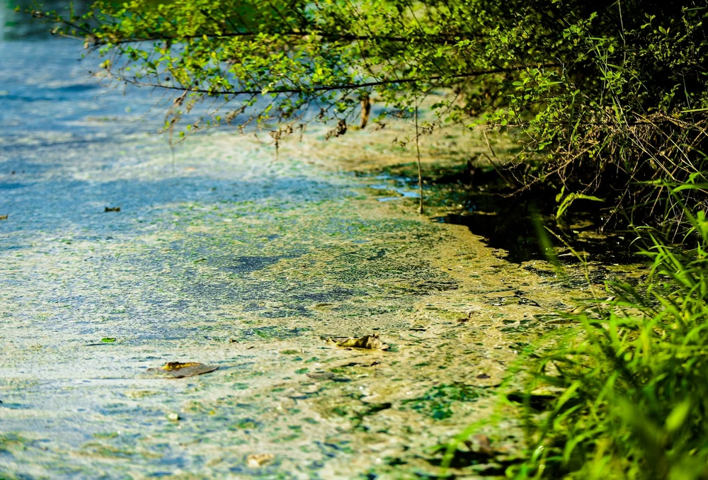 Mặt nước ở dòng kênh khe Sào nổi váng và được chính quyền sở tại hai tỉnh Thanh Hóa, Nghệ An lấy mẫu xác định nguyên nhân. 1 trang trại nuôi heo ở Thanh Hóa bị dân tố gây ô nhiễm kênh nước -12.jpg