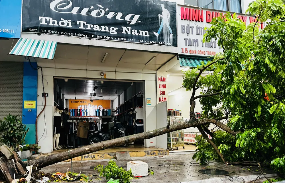 Cây xanh bật gốc dù siêu bão số 3 chưa vào. Siêu bão Yagi khiến cây đổ la liệt kèm gió lớn lốc xoáy ở Thanh Hóa -.jpg