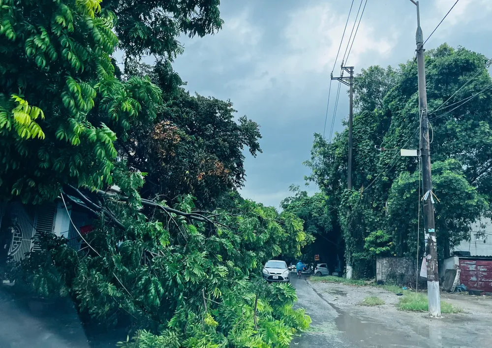 Cây đổ gãy ảnh hưởng lớn đến việc các phương tiện lưu thông trên đường. Siêu bão Yagi khiến cây đổ la liệt kèm gió lớn lốc xoáy ở Thanh Hóa - 2.jpg