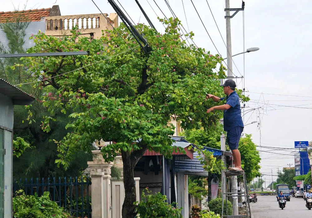 Người dân TP Nam Định cắt tỉa cây xanh trước khi siêu bão. Siêu bão Yagi khiến cây đổ la liệt kèm gió lớn lốc xoáy ở Thanh Hóa - 4.jpg