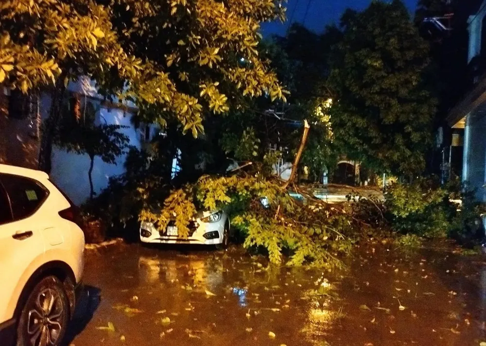 Xe ô tô bị cây đổ gãy đè trúng ở TP Thanh Hóa. Siêu bão Yagi khiến cây đổ la liệt kèm gió lớn lốc xoáy ở Thanh Hóa - 6.jpg