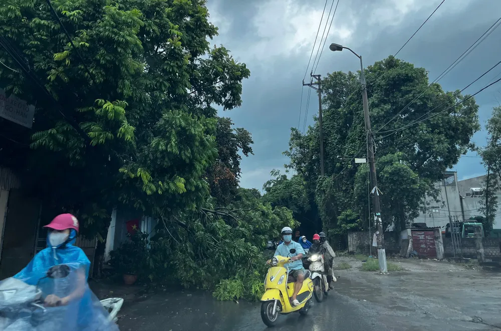 Hình ảnh cây xanh đổ gãy la liệt trên nhiều tuyến phố của TP Thanh Hóa sáng nay 6-9. Siêu bão Yagi khiến cây đổ la liệt kèm gió lớn lốc xoáy ở Thanh Hóa - 7.jpg