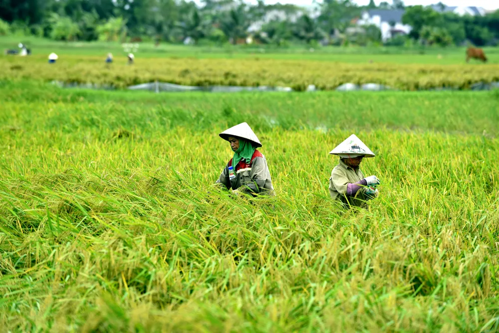 Lúa ngập úng đổ rạp sau bão số 3, nông dân ‘chạy’ gặt mong lời bát phở - 1.JPG