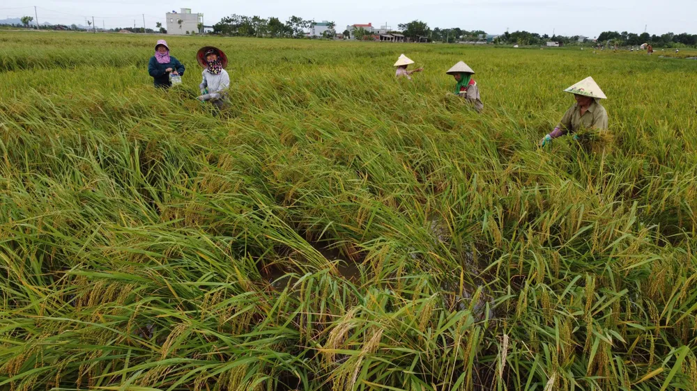 Lúa ngập úng đổ rạp sau bão số 3, nông dân ‘chạy’ gặt mong lời bát phở - 111.jpg