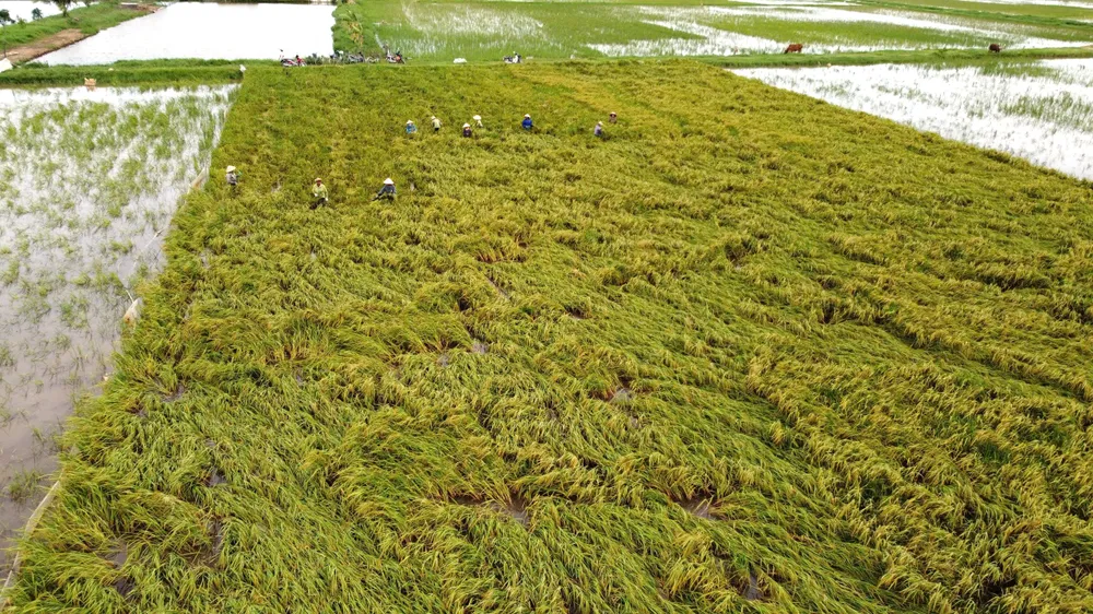 Lúa ngập úng đổ rạp sau bão số 3, nông dân ‘chạy’ gặt mong lời bát phở - 13.jpg