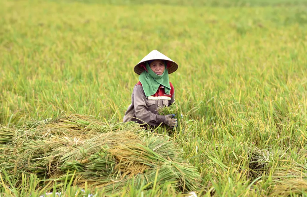 Lúa ngập úng đổ rạp sau bão số 3, nông dân ‘chạy’ gặt mong lời bát phở - 17.JPG