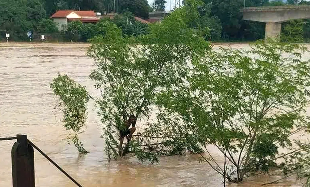 Hình ảnh người đàn ông bị lũ cuốn trôi 2 km đang đu cây ở Thanh Hóa. Người đàn ông bị lũ cuốn trôi 2km trên sông Mã, may mắn thoát chết nhờ đu cây5.jpg