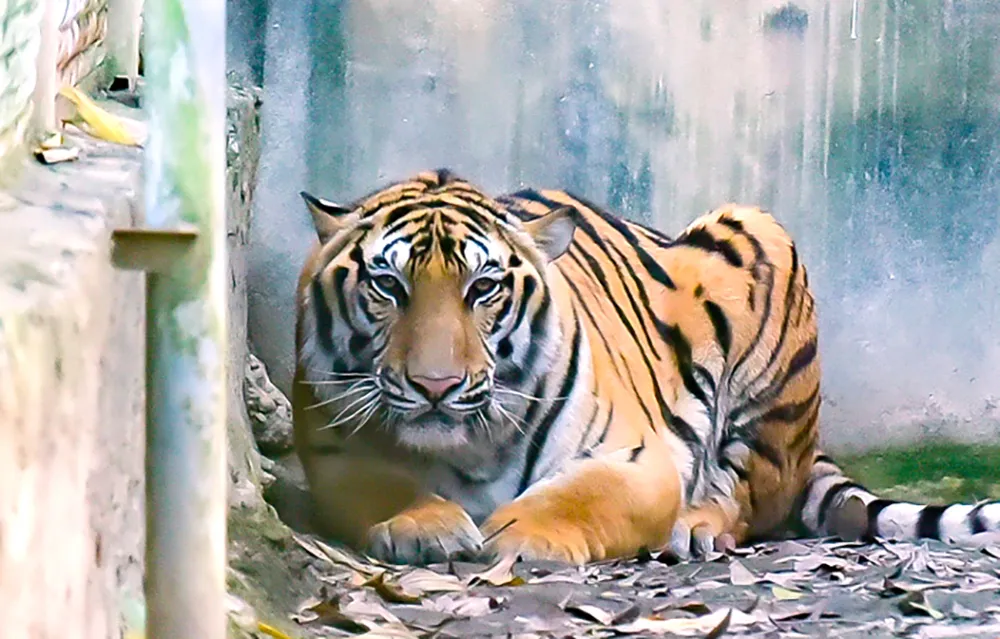 2 cá thể hổ chết ở trang trại nuôi nhốt trái phép ở Thanh Hóa - 4.jpg