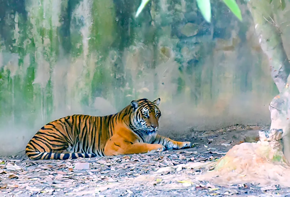 2 cá thể hổ chết ở trang trại nuôi nhốt trái phép ở Thanh Hóa - 5.jpg