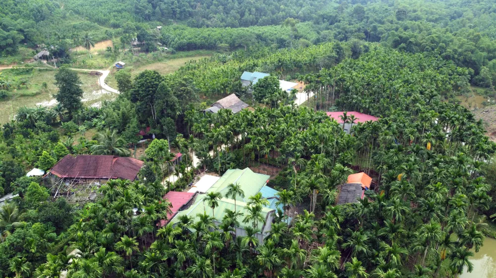 Nông dân bội thu nhờ giá cau quả biến động như giá vàng - 1214.JPG