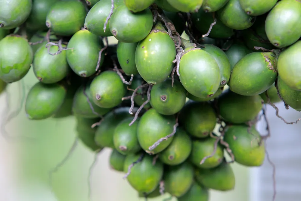 Nông dân bội thu nhờ giá cau quả biến động như giá vàng - 2.JPG