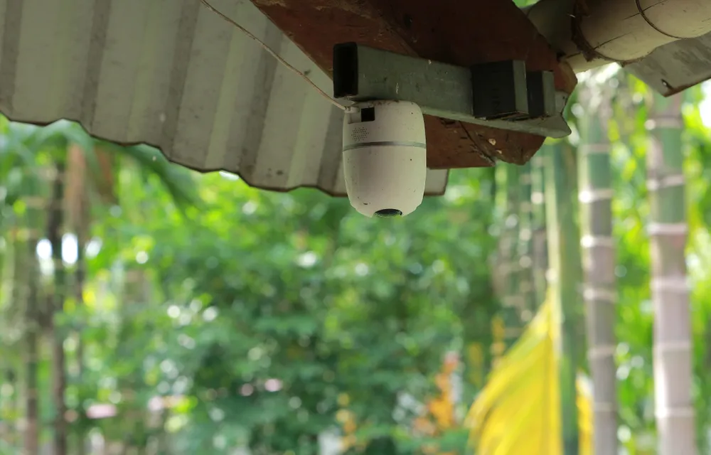 Nông dân bội thu nhờ giá cau quả biến động như giá vàng - 5.JPG