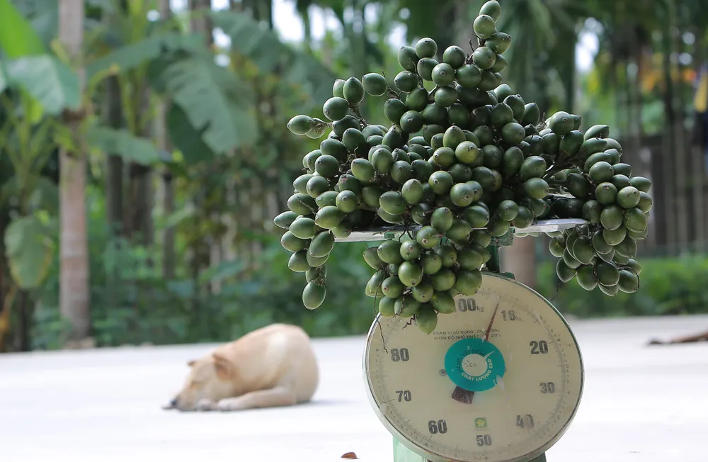 Nông dân bội thu nhờ giá cau quả biến động như giá vàng - 6.JPG