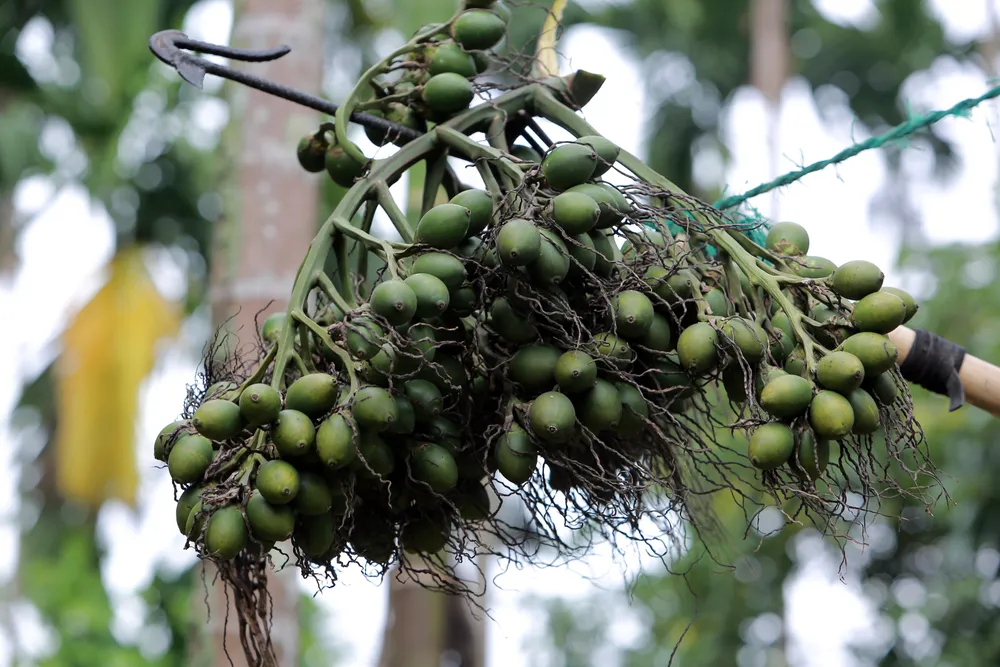Nông dân bội thu nhờ giá cau quả biến động như giá vàng -.JPG