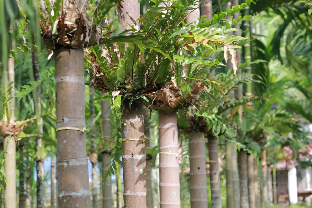 Nông dân bội thu nhờ giá cau quả biến động như giá vàng - 9.JPG